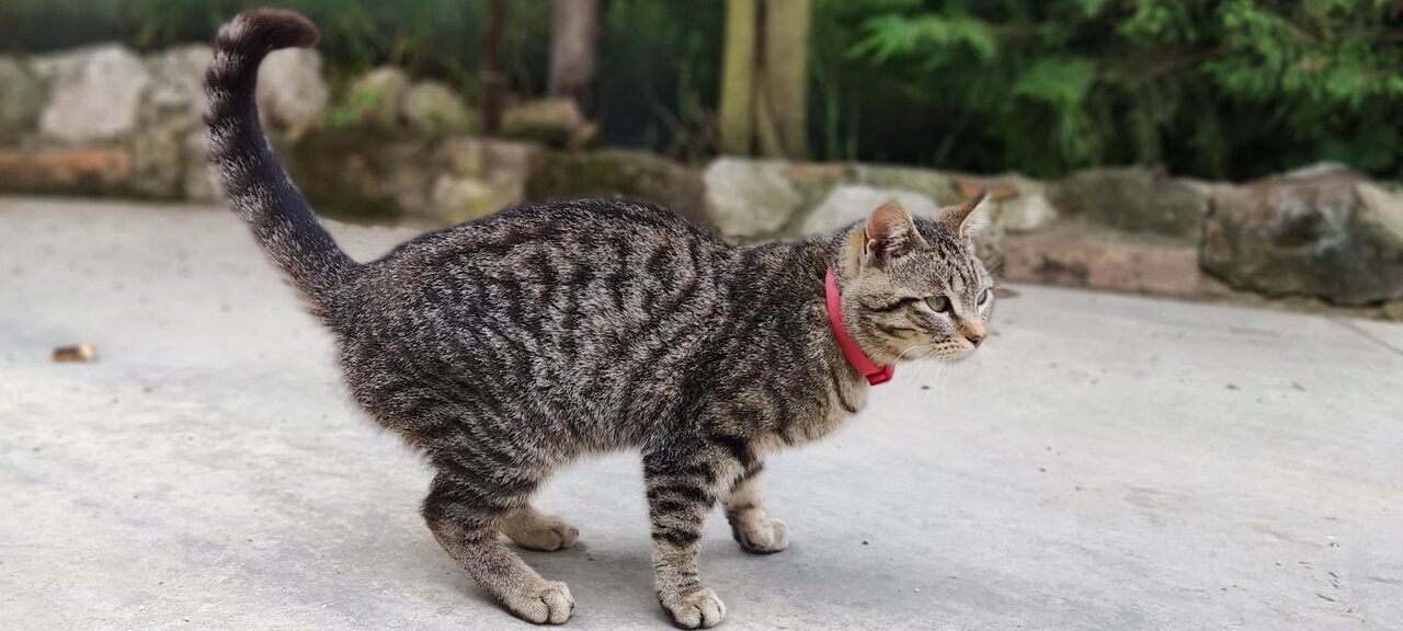 Gatto